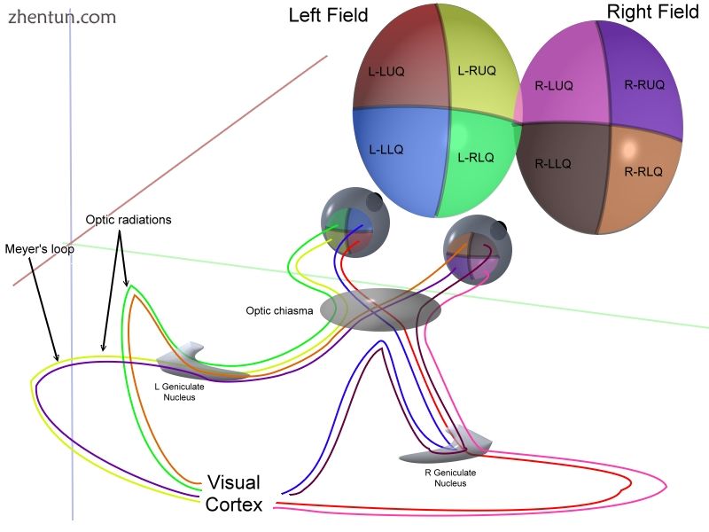 Simplified signal flow.jpg