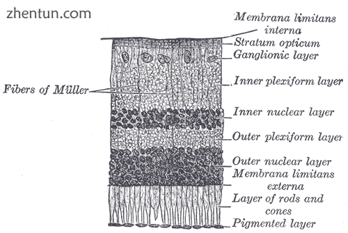 Section of retina.png
