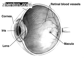 Right human eye cross-sectional view; eyes vary significantly among animals..png