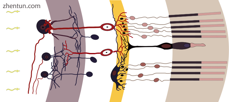 Rods, cones and nerve layers in the retina. The front (anterior) of the eye is o.png