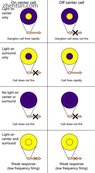 On-centres and off-centres of the retina.png