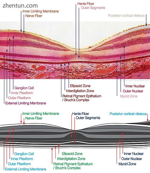 macula histology (OCT).jpg