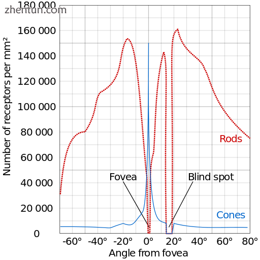 Distribution of rods and cones along a.png