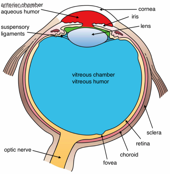 Another view of the eye and the structures of the eye labeled.png