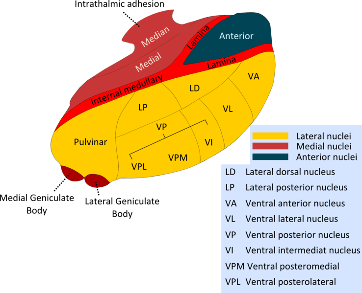 Nuclei of the thalamus.png