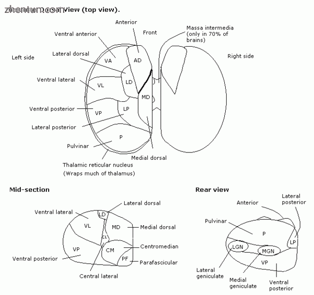 Dorsal view.gif