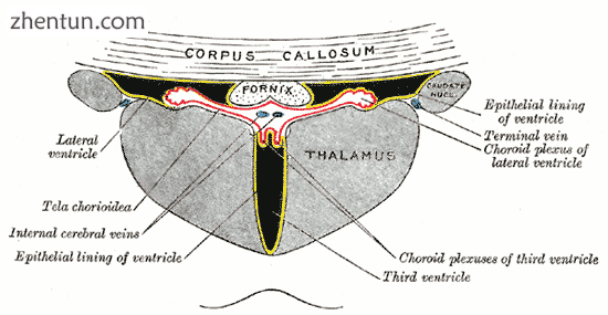 Coronal section of lateral and third ventricles.png