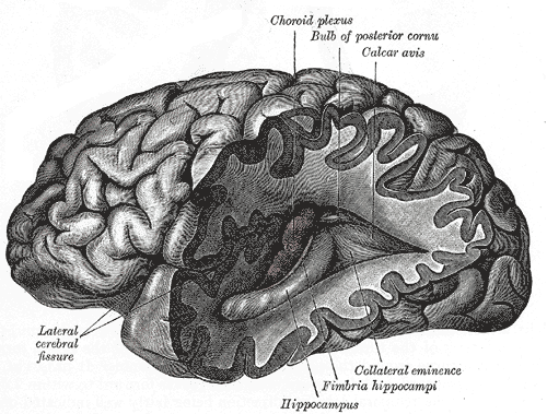 Illustration from Gray&#039;s Anatomy (1918) of a lateral view of the human brai.png