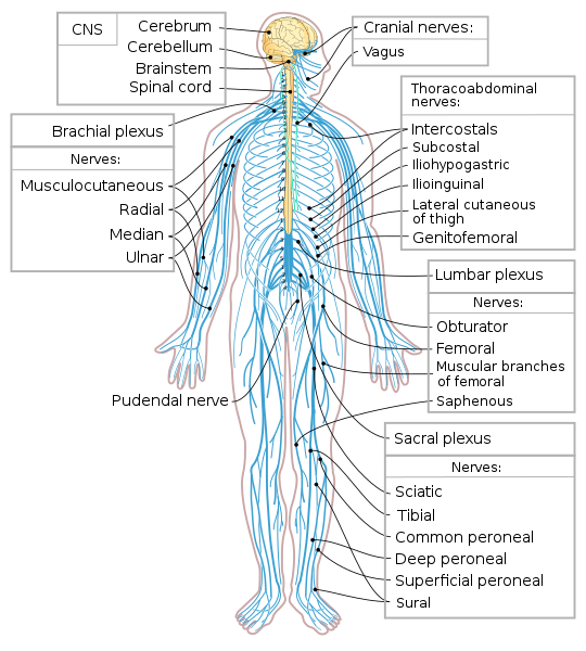Human nervous system.png