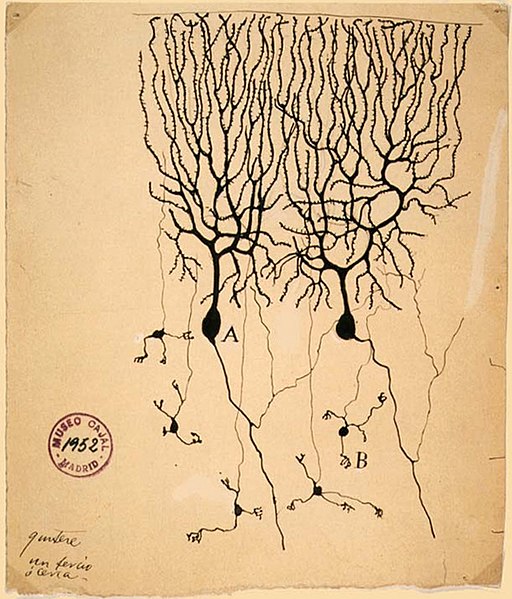 Drawing by Santiago Ramón y Cajal (1899) of neurons in the pigeon cerebellum.jpg