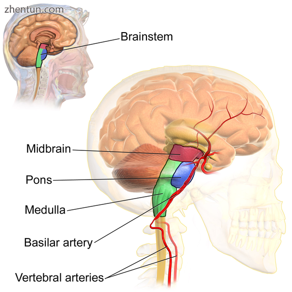 The brainstem receives blood via the vertebral arteries, shown here..png