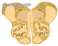 Cross-section of the rostral (superior) medulla..png