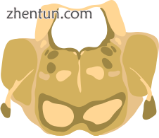 Cross-section of the middle pons (at the level of cranial nerve V)..png