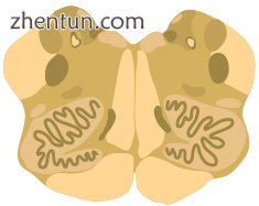 Cross-section of the middle medulla..png