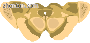 Cross-section of the midbrain at the level of the superior colliculus..png