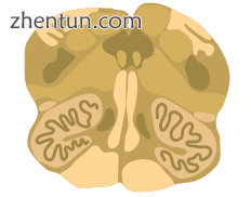 Cross-section of the inferior medulla..png