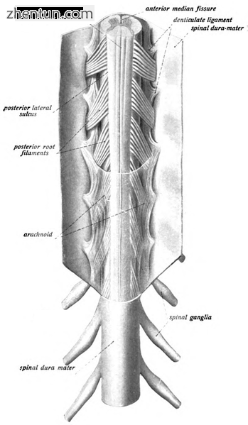 The spinal cord with dura cut open, showing the exits of the spinal nerves..png