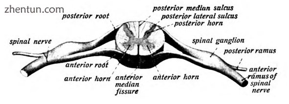 The spinal cord showing how the anterior and posterior roots join.png
