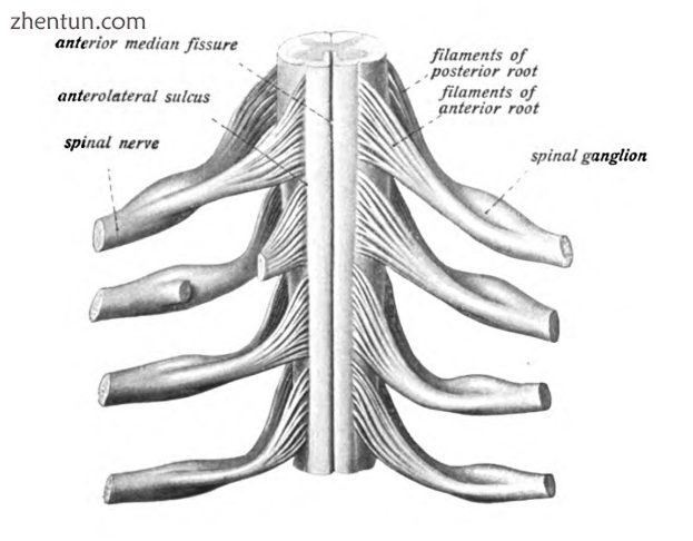 The spinal cord showing how the anterior and posterior roots join in the spinal .png