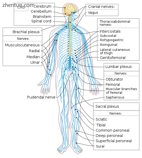 The spinal cord (in yellow) connects the brain to nerves throughout the body..png