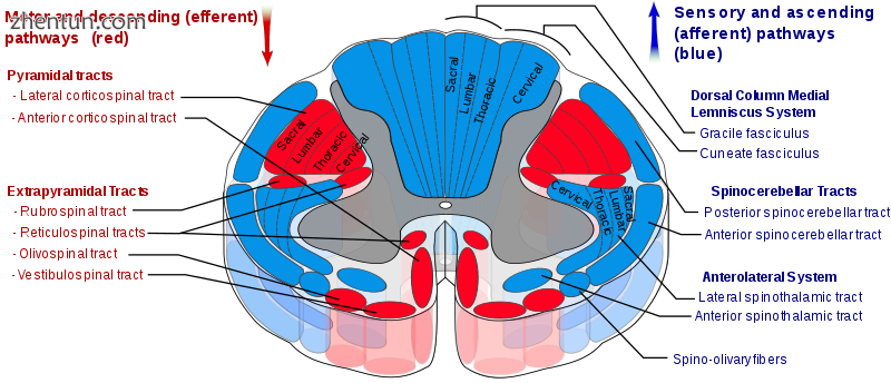 Spinal cord tracts..png