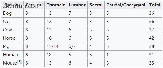 Spinal cord segments in some common species [5].jpg