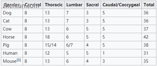 Spinal cord segments in some common species [5].jpg