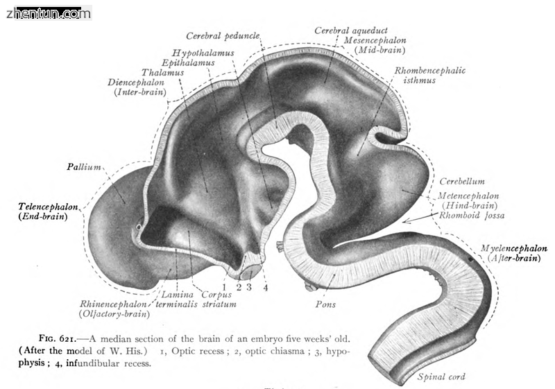 Spinal cord seen in a midsection of a five-week-old embryo.png