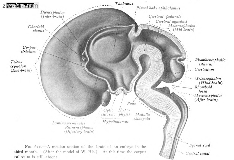 Spinal cord seen in a midsection of a 3 month old fetus.png