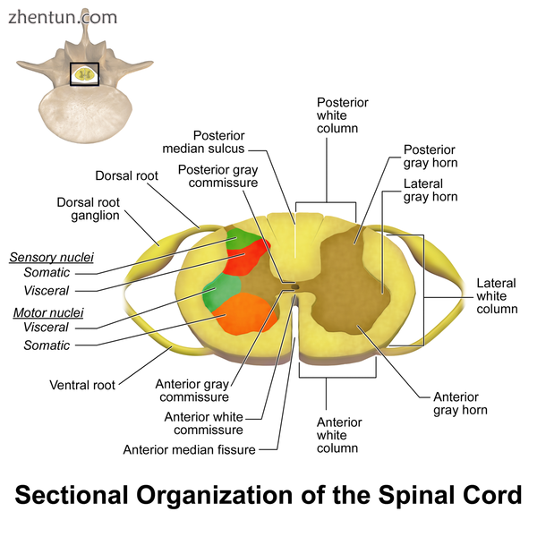 Spinal Cord Sectional Anatomy. Animation in the reference..png