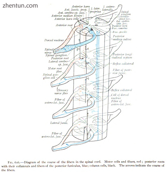 Projections of the2 spinal cord into the nerves (red motor, blue sensory)..png