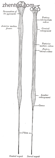 Diagrams of the spinal cord..png