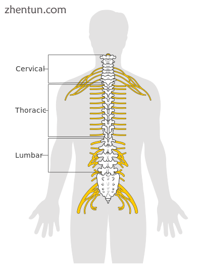 Diagram of the spinal cord showing segments.png