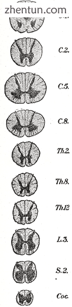 Cross-sections of the spinal cord at varying levels..png