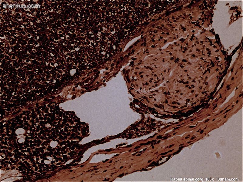 Cross-section of rabbit spinal cord..jpg