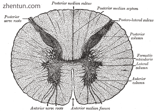 Cross-section through the spinal cord at the mid-thoracic level..png