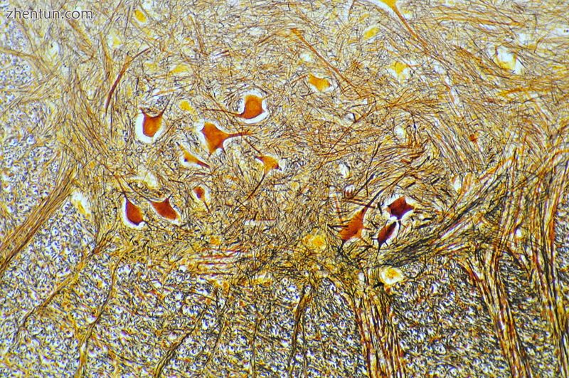 Cross section of adult rat spinal cord stained using Cajal method..jpg