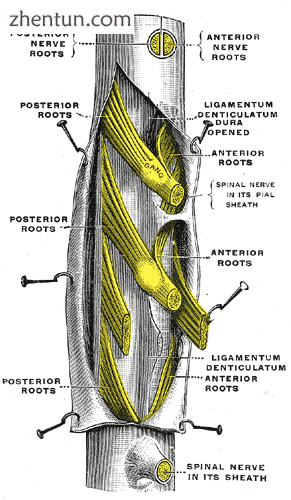 A portion of the spinal cord, showing its right lateral surface. The dura is ope.png