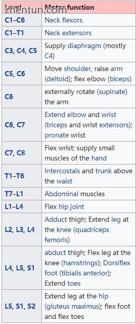 Actions of the spinal nerves edit.jpg