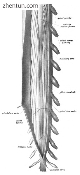 A longer view of the spinal cord..png