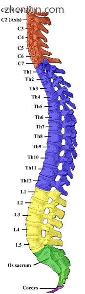 Gray 111 - Vertebral column-coloured.png