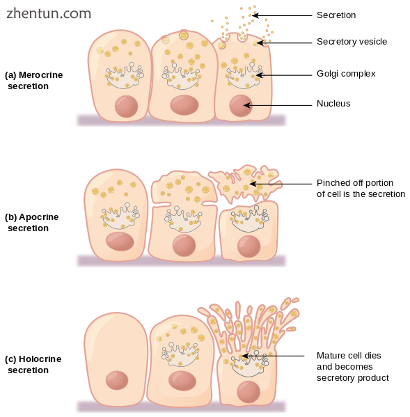 Forms of secretion in glandular tissue.png