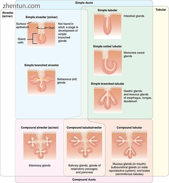 Different characteristics of glands of the body.jpg