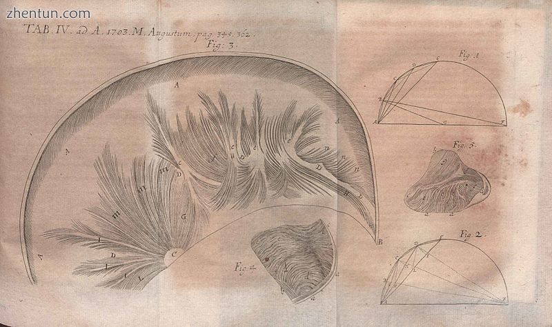 Illustration of the work by Antonio Pacchioni Disquisitio anatomicae de durae me.jpg