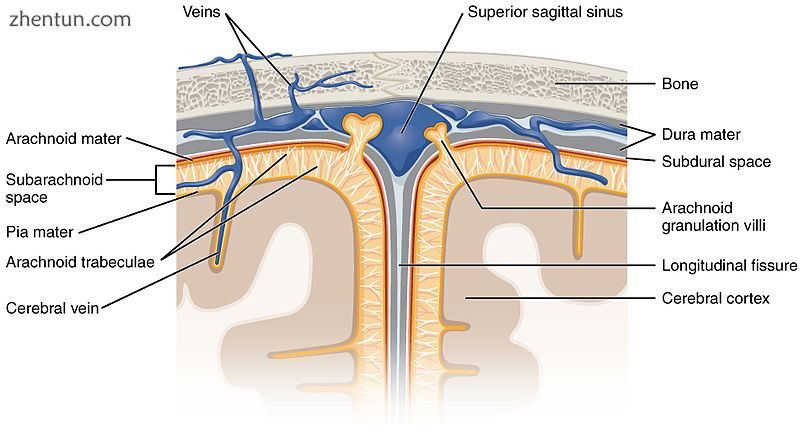 Diagram of section of top of brain showing the meninges and subarachnoid space.jpg