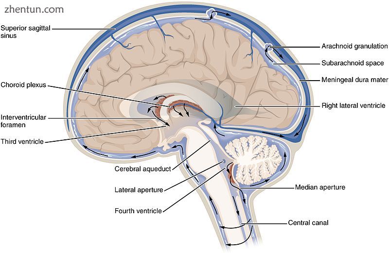 The ventricular system accounts for the production and circulation of cerebrospi.jpg