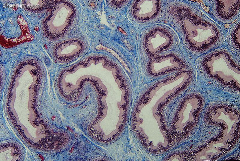Section of epididymis. Connective tissue (blue) is seen supporting the epitheliu.jpg