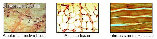 Illu connective tissues 1.jpg