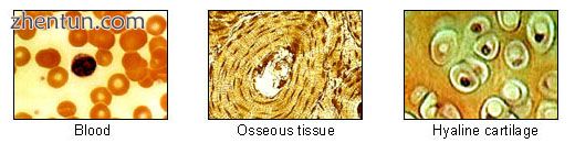 Illu connective tissues 2.jpg