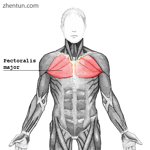 Pectoralis Major.png